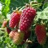 Саженец ежемалины Логан Берри (Loganberry)