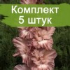 Луковицы гладиолуса Шоколадница -  5 шт.