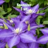 Комплект 5шт / Клематис Даниэль Деронда: фото и описание