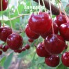 Комплект 5шт / Вишня Стойкая: фото и описание