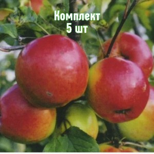 Комплект 5шт / Яблоня Дружное