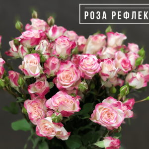 Роза Рефлекс  (кустовая)