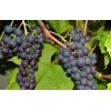 Виноград Варюшкин: фото и описание