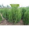 Туя Восточная от 150 см -  5 шт.